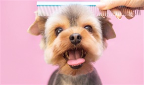 Certified Dog Grooming Diploma