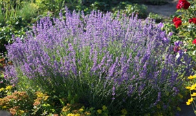 6 x Lavender Plants