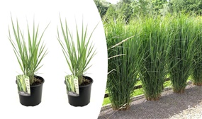 2 x XL Panicum 'Northwind' Grasses