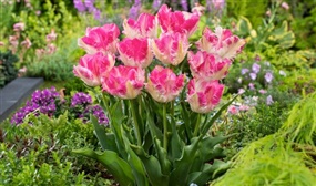 Set of 15 Tulip bulbs 'Cabana'