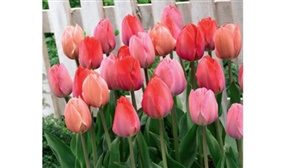 Mix of 80 Tulip Bulbs Pink and Red 