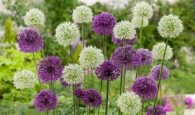 Mix of 80 Allium 'ornamental onions' bulbs 