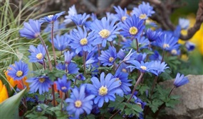 Mix of 125 Blue Spring flower bulbs