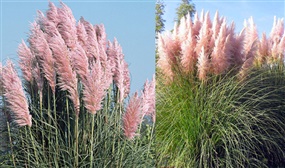 3 x Pink Pampas Grasses (Cortaderia)