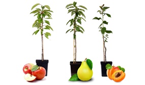 3 x Sweet Pillar Fruit Trees (Apple, Pear, Apricot)