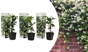 3-pack White Jasmin Plants