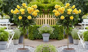 Patio Rose Trees - 5 Colours