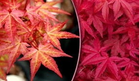 Trio of Japanese Acer Maples