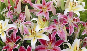 50 x Giant Lily Oriental Bulbs