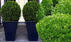 Pair of Premium Quality Topiary Buxus Balls with Black Planters