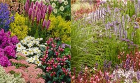 10 Extra Large Perennial Border Plants