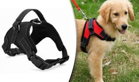 Dog Harness in 4 Sizes & 2 Colours