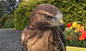 Enjoy a Falconry Adventure for 1 or 2 people at Falconry Ireland, Arklow