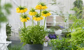 Fritillaria Lutea or Rubra - set of 3