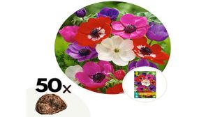 Anemone de Caen Mix - set of 50 or 100