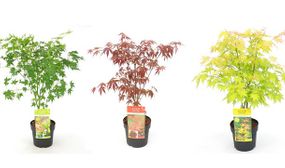 3 x XL Japanese Maples