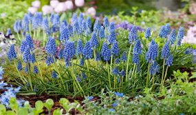 Muscari Armeniacum - set of 100 or 200