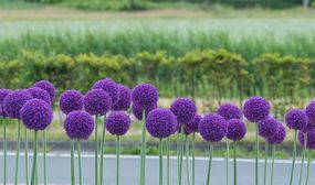 Allium Ambassador x3