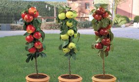 3 x Pillar Apple Trees