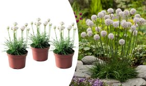 3 x Armeria 'English grass' 