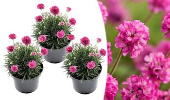 3 x Armeria 'English Grass' Pink