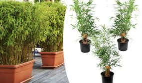 3 x Green Bamboo Plants (Fargesia Rufa)