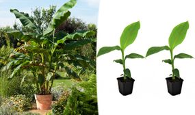 2 x Hardy Banana Trees (Musa Basjoo)