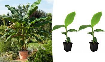 2 x Hardy Banana Trees (Musa Basjoo)