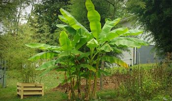 2 x Hardy Banana Trees (Musa Basjoo)