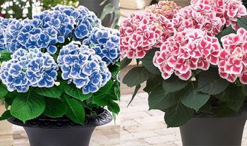 3x Hydrangea Bicolor