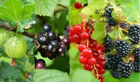 Berry plants - mix of 4