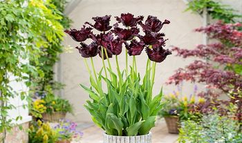 Tulipa Black Parrot - set of 14 or 21