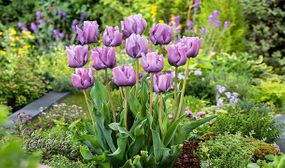 Tulipa Blue Parrot - set of 15 or 20