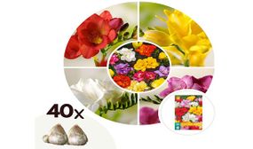 Freesia Double Mix - set of 40