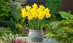 Bulb Garden Colourful - set of 125 or 250