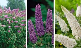 Buddleja Butterfly Bushes - set of 3