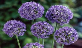 Allium Caeruleum x40 or x80