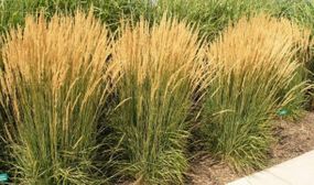 Calamagrostis 'Overdam' grass - set of 2