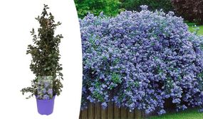 Ceanothus Pyramid 'California lilac'