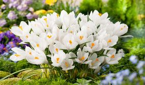 Crocus Mix - set of 60 or 120