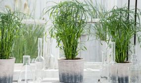 2 Cyperus 'Umbrella plants'