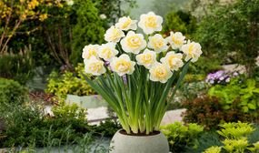 Narcissus Double Mix - set of 40 or 80