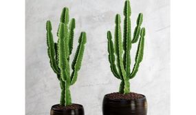 Euphorbia Cactus