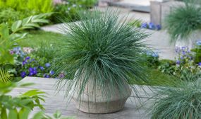 6 x Festuca Elijah Blue Grasses