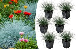 6 x Festuca Elijah Blue Grasses