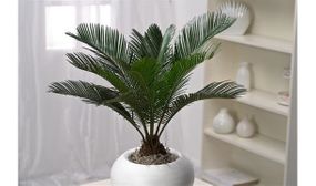 Set of 2 King Sago Palm (Cycas Revoluta)