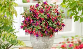 Set of 6 Hardy Fuchsia Plants