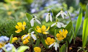 Galanthus Elwesii - set of 50