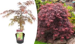 Red Japanese Maple 'Acer Garnet'