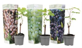 3 x Grape Plants Mixed (White/Blue/Red)